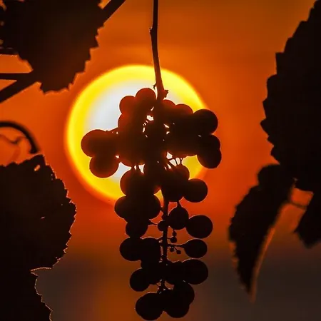 Franka 113 Apartment