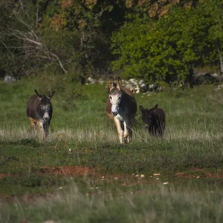 아파트 Franka 113 Bašanija