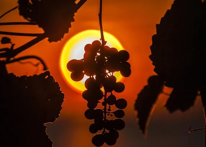 Franka 113 Апартаменты