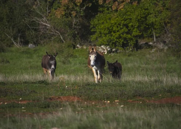 Апартаменты Franka 113 Башания